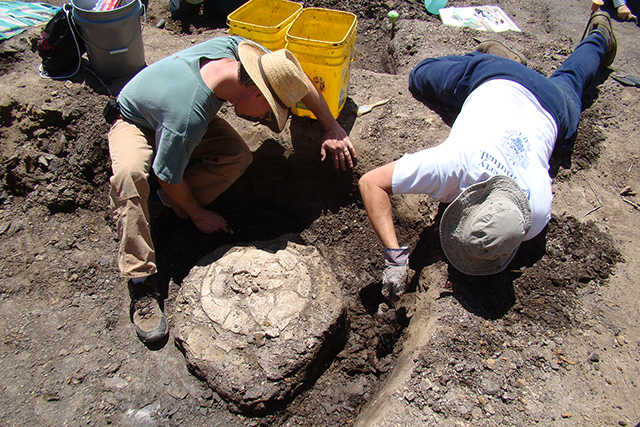 The Arlington Archosaur Site: A Model of Citizen Science in Paleontology